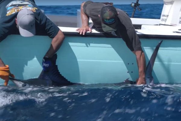 marlin release