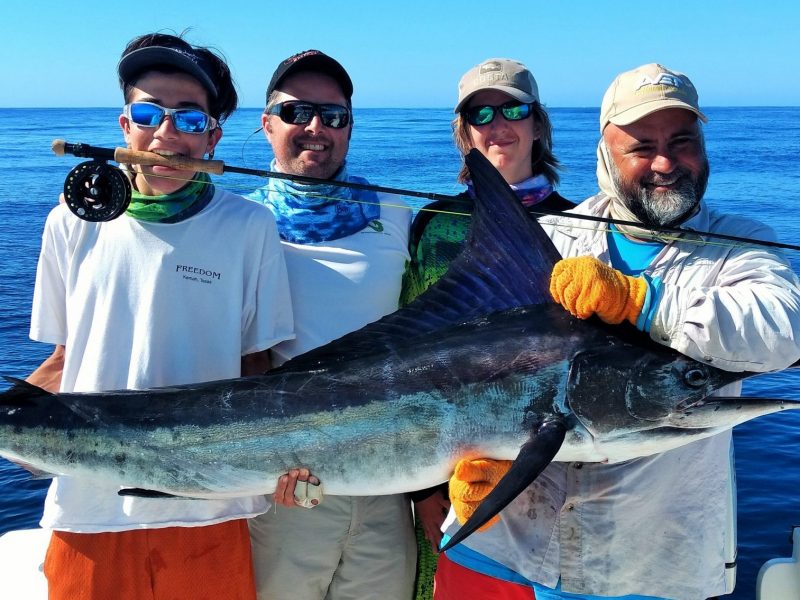 striped marlin on fly