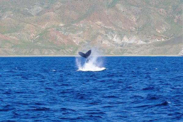 whale