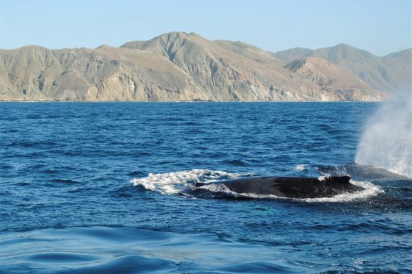 whale watching