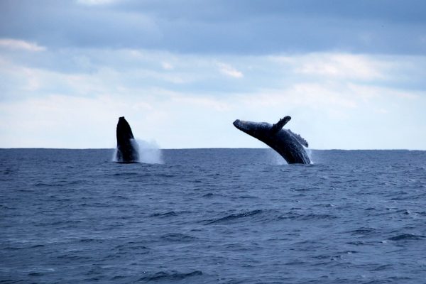 whale watcing 2
